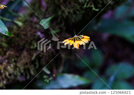 Bulbophyllum skeatianum orchid Bulbophyllum skeatianum orchid 125066921