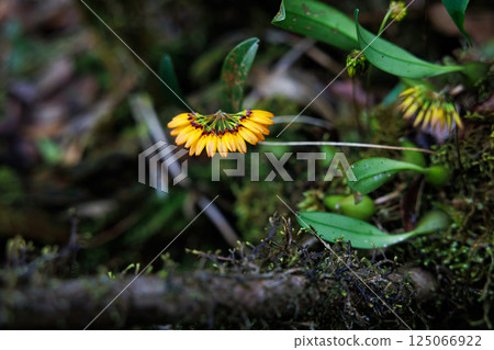 Bulbophyllum skeatianum orchid 125066922