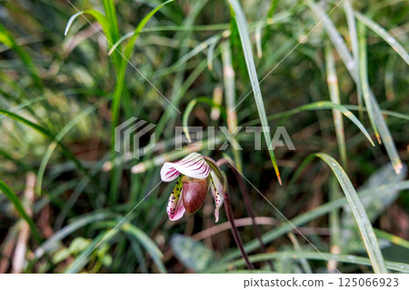 Paphiopedilum barbatum orchid Paphiopedilum barbatum orchid 125066923