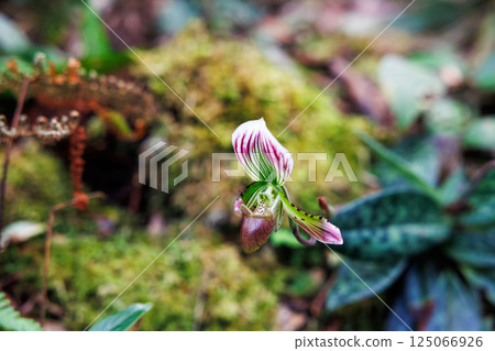 paphiopedilum barbatum orchid paphiopedilum barbatum orchid 125066926