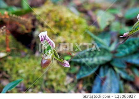paphiopedilum barbatum orchid 125066927