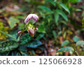 paphiopedilum barbatum orchid 125066928