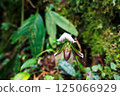 paphiopedilum barbatum orchid 125066929