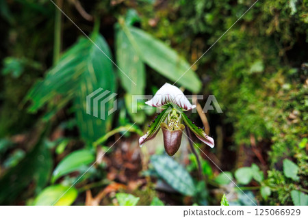 paphiopedilum barbatum orchid 125066929