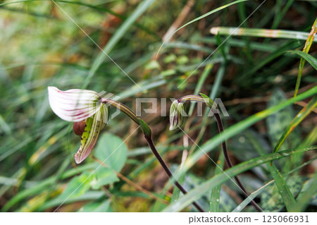 paphiopedilum barbatum orchid paphiopedilum barbatum orchid 125066931