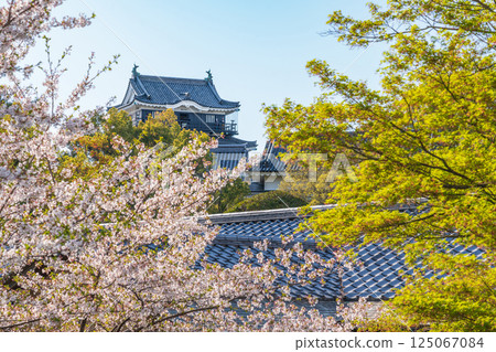 Okazaki Castle in spring, cherry blossoms in full bloom (Okazaki City, Aichi Prefecture) Okazaki Castle in spring, cherry blossoms in full bloom (Okazaki City, Aichi Prefecture) 125067084