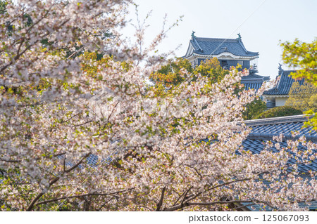 Okazaki Castle in spring, cherry blossoms in full bloom (Okazaki City, Aichi Prefecture) Okazaki Castle in spring, cherry blossoms in full bloom (Okazaki City, Aichi Prefecture) 125067093