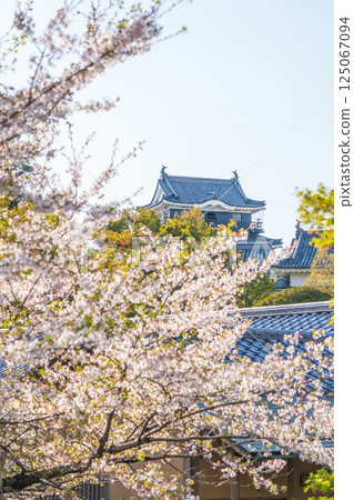 Okazaki Castle in spring, cherry blossoms in full bloom (Okazaki City, Aichi Prefecture) 125067094