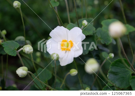 White Shumeigiku White Shumeigiku 125067365