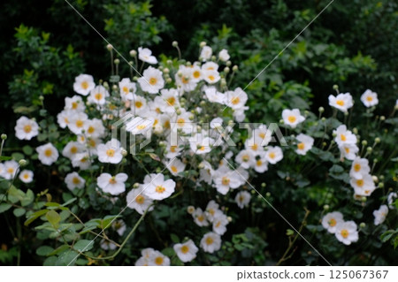 White Shumeigiku White Shumeigiku 125067367