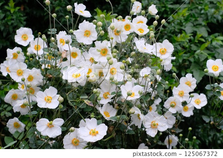 白淑菊 白淑菊 125067372