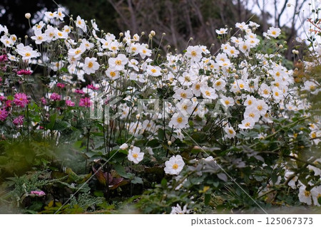 White Shumeigiku White Shumeigiku 125067373