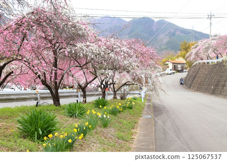 Sayado-Ohata Peach Blossom Highway, Midori City, Gunma Prefecture Sayado-Ohata Peach Blossom Highway, Midori City, Gunma Prefecture 125067537