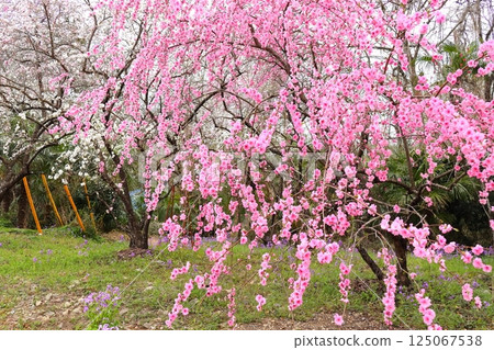 Sayado-Ohata Peach Blossom Highway, Midori City, Gunma Prefecture Sayado-Ohata Peach Blossom Highway, Midori City, Gunma Prefecture 125067538