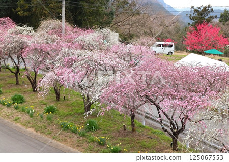Sayado-Ohata Peach Blossom Highway, Midori City, Gunma Prefecture Sayado-Ohata Peach Blossom Highway, Midori City, Gunma Prefecture 125067553