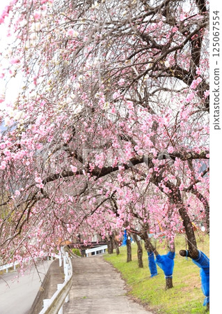 Sayado-Ohata Peach Blossom Highway, Midori City, Gunma Prefecture 125067554