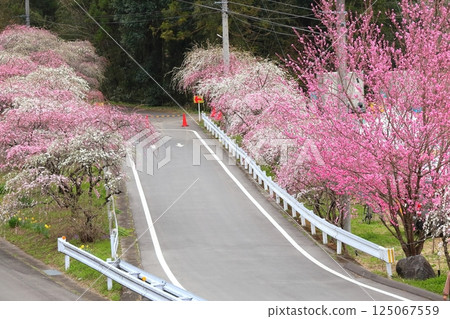 Sayado-Ohata Peach Blossom Highway, Midori City, Gunma Prefecture 125067559