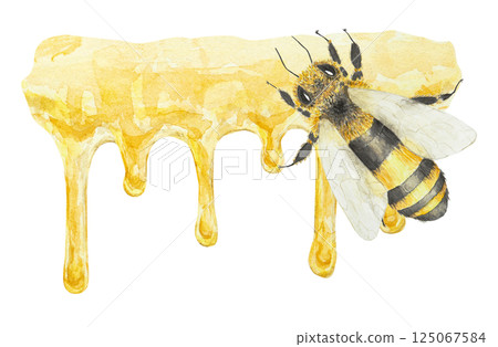 Watercolor illustration of a honey bee on dripping honey. Perfect for honey packaging, organic food labels, cosmetic branding, beekeeping materials, farmers markets and sweet-themed design projects. 125067584