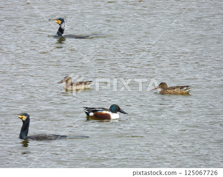 Northern Shoveler and Cormorant Swimming in a Pond 125067726