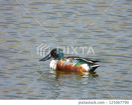 Male Northern Shoveler swimming in a pond 125067790