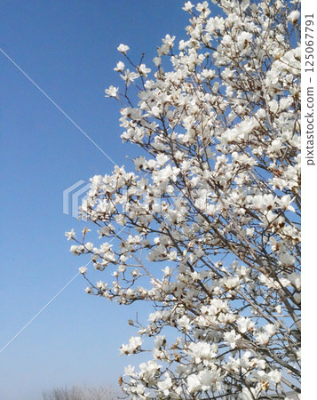 Spring sky and a flowering magnolia tree (a white magnolia tree in full bloom) 125067791