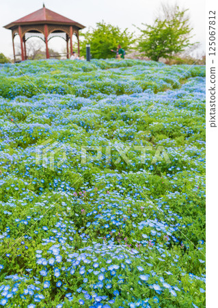 春季農耕文化園區及戶田川綠地,粉蝶盛開(愛知縣名古屋市) 春季農耕文化園區及戶田川綠地,粉蝶盛開(愛知縣名古屋市) 125067812