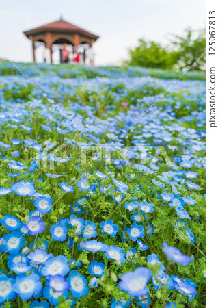 Spring in the Agricultural Culture Garden and Toda River Green Space, with nemophila in full bloom (Nagoya City, Aichi Prefecture) 125067813