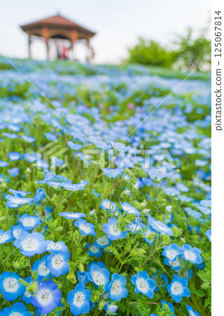 Spring in the Agricultural Culture Garden and Toda River Green Space, with nemophila in full bloom (Nagoya City, Aichi Prefecture) 125067814