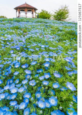 Spring in the Agricultural Culture Garden and Toda River Green Space, with nemophila in full bloom (Nagoya City, Aichi Prefecture) Spring in the Agricultural Culture Garden and Toda River Green Space, with nemophila in full bloom (Nagoya City, Aichi Prefecture) 125067817