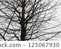 多雲的天空下，樹木開始發芽 125067930