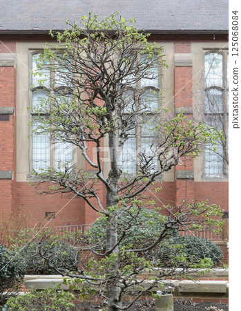 iew of Carpinus Betulus (Topiary) stands in front of historic building at Newcastle University campus. iew of Carpinus Betulus (Topiary) stands in front of historic building at Newcastle University campus. 125068084