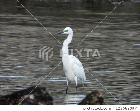 Great Egret in nuptial colours standing in water Great Egret in nuptial colours standing in water 125068097