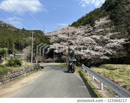 Sakura and Bike Touring 125068217