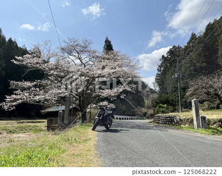 Sakura and Bike Touring 125068222