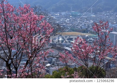 View of Kochi city from Fudeyama in spring (Kochi Prefecture) View of Kochi city from Fudeyama in spring (Kochi Prefecture) 125068296