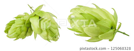 Hop cone isolated on white background. Beer brewing ingredients Hop cone isolated on white background. Beer brewing ingredients 125068328