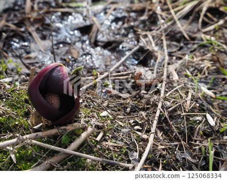 Early spring blooming skunk cabbage Early spring blooming skunk cabbage 125068334