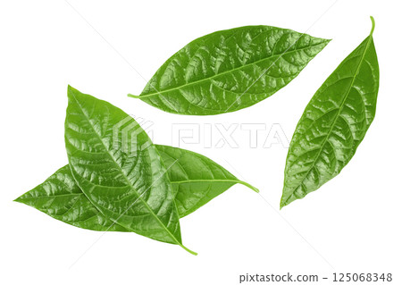 Leaf of avocado isolated on white background. Top view. Flat lay 125068348