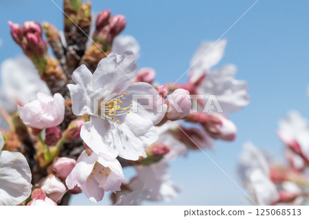 Sakura that shines in the blue sky 125068513