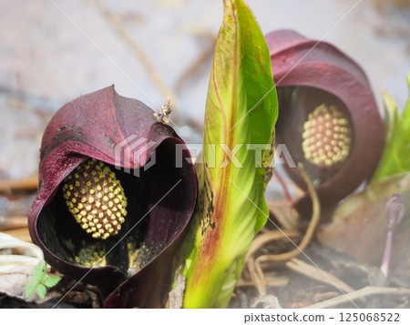 Early spring blooming skunk cabbage 125068522