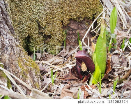 Early spring blooming skunk cabbage 125068524