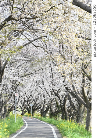 Road where the cherry blossom runs Road where the cherry blossom runs 125068550