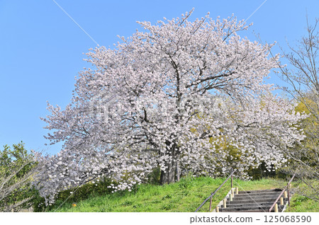 A single cherry tree on a hill and a refreshing spring sky (Saitama Prefecture) A single cherry tree on a hill and a refreshing spring sky (Saitama Prefecture) 125068590