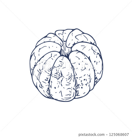 Peeled orange tangerine. Graphic illustration hand drawn in black ink. Isolated element EPS vector. 125068607