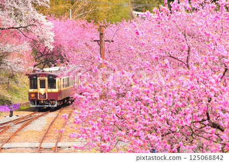 Flowering Kobe Station and Watarase Valley Railway 125068842