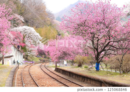 Flowering Kobe Station and Watarase Valley Railway 125068846