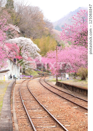 Flowering Kobe Station and Watarase Valley Railway 125068847