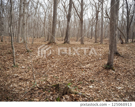 初春的九州古墓群 125068913