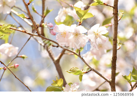 華麗的粉紅色櫻花 125068956