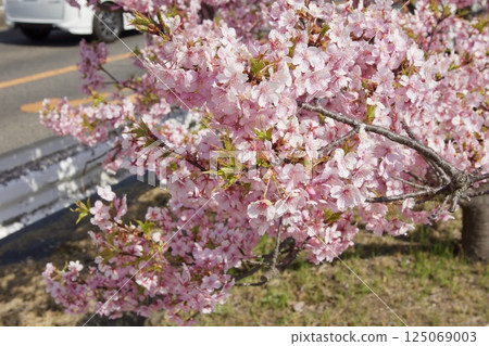 Kurashiki River: Spring with Kawazu cherry blossoms in full bloom at Kurashiki River Waterfront Park 125069003
